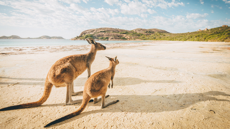 Kangaroos on a beach