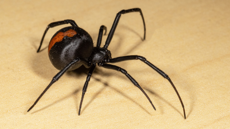 Redback spider