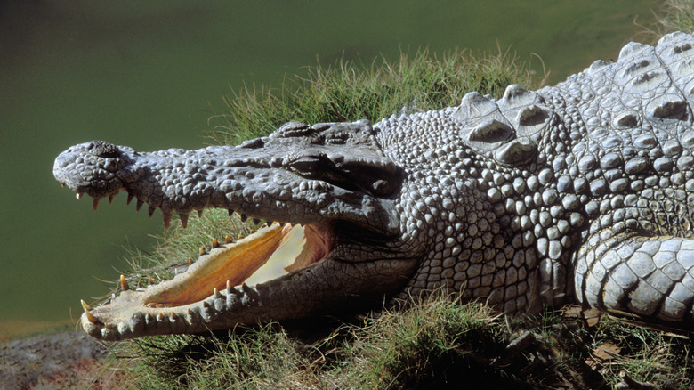 Australian saltwater crocodile