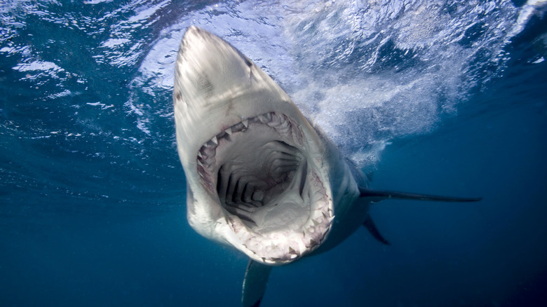 Great White Shark