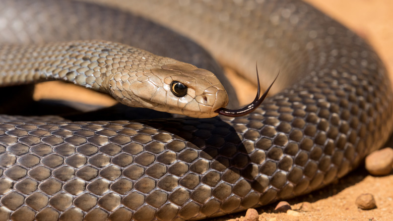 Eastern brown snake