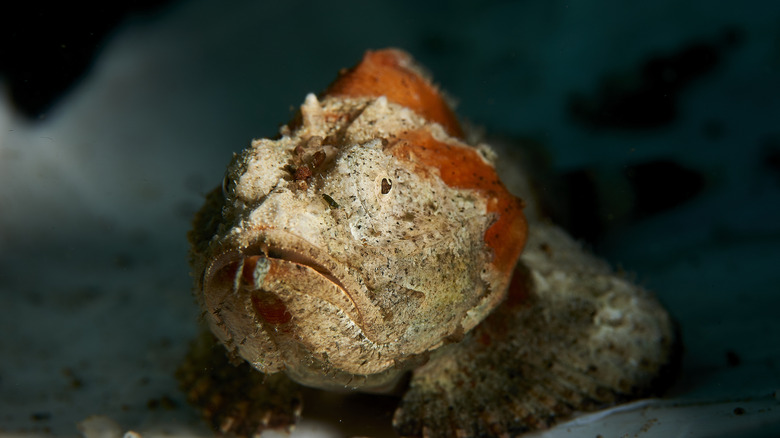 Stonefish