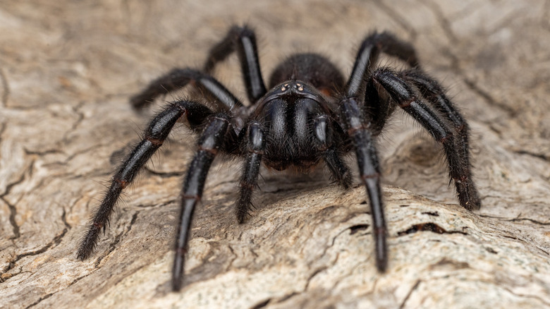 Sydney funnel-web spider