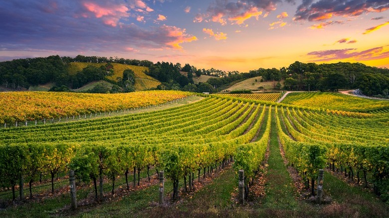 Vineyard in Australia