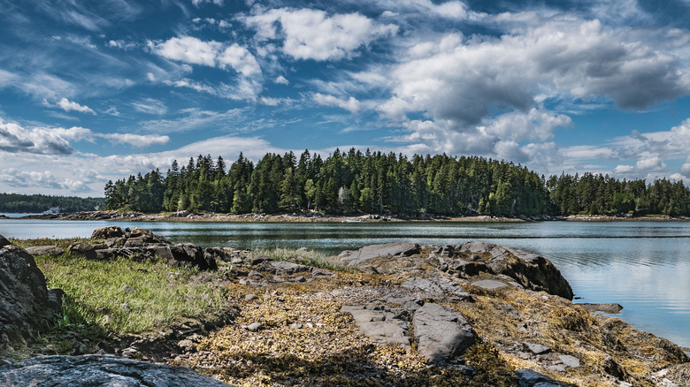 Pine forest water Schoodic Peninsula