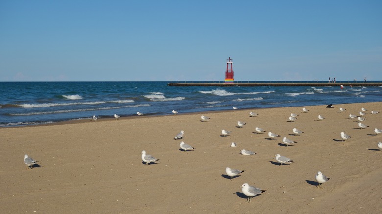 Seagulls on Foster Avenue Beach