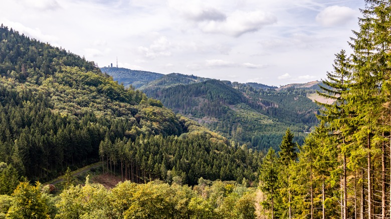 Hills covered in green forest