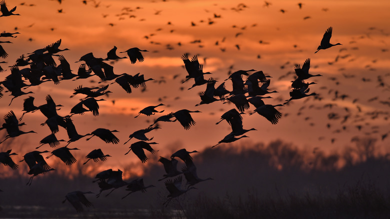 Hundreds of Sandhill Cranes flying at sunset in Kearney, Nebraska