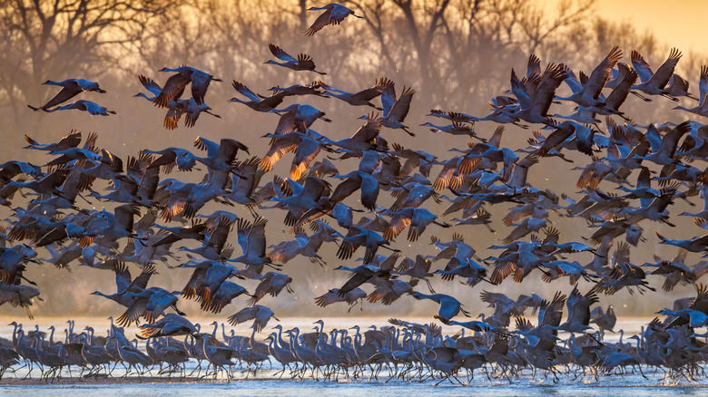 Sandhill Cranes flying near a river at sunrise