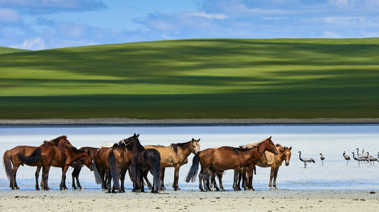 Horses on the lakeshore