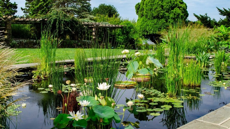 Pond at Wave Hill