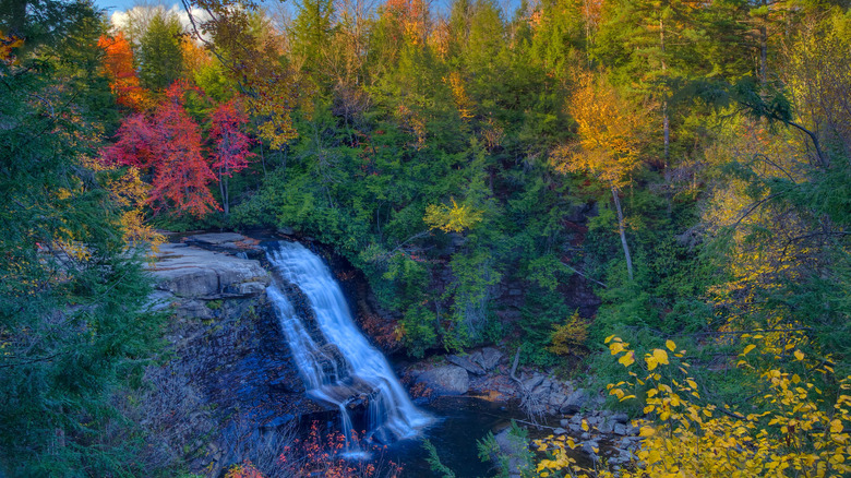 Waterfall in a forest