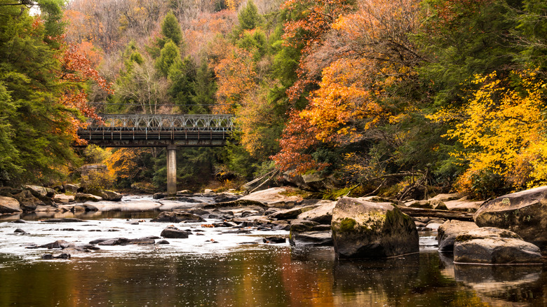 Fall foliage in park