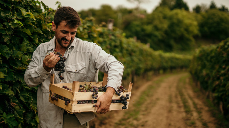 Man working in wine country