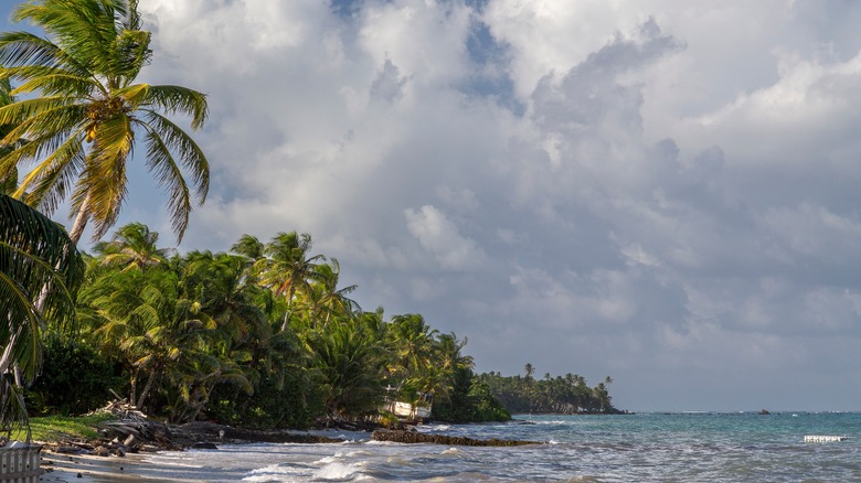 beach with palm trees swaying in the wind on Little Corn Island