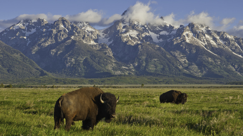 Bison grazing at Grand Teton National Park