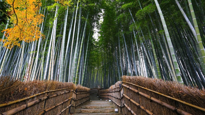 Adashino Nenbutsu-ji Temple bamboo forest, Kyoto