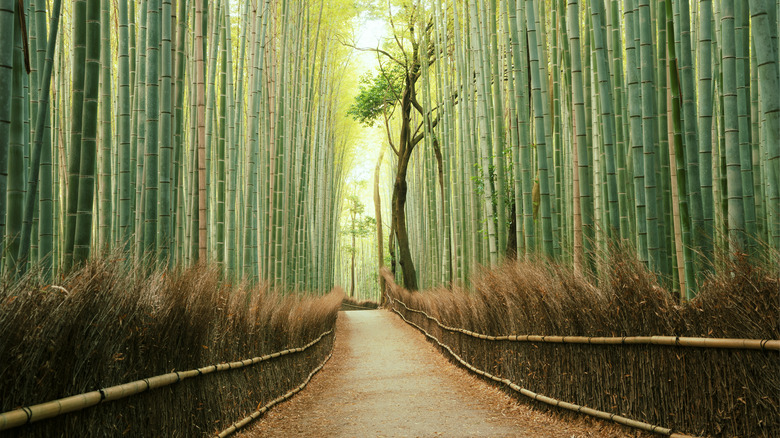 Kyoto bamboo forests in Arashiyama