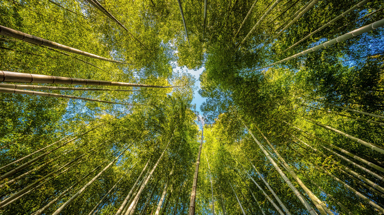 Upwards view of the bamboo forest of Kodai-ji Temple, Kyoto