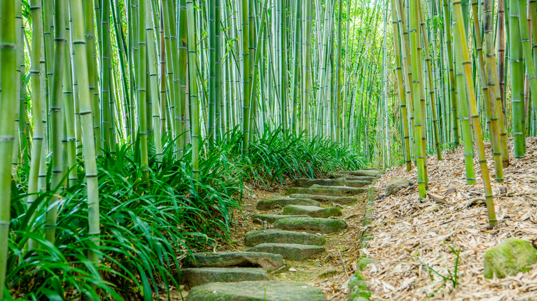 Kyoto City Rakusai Bamboo Park