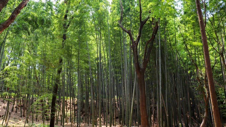 Yawata City bamboo, Kyoto