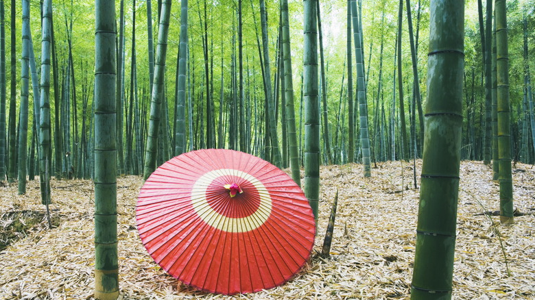 Parasol in the Muko bamboo groves, Kyoto, Japan