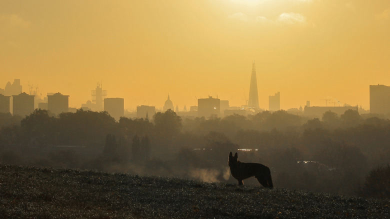 View from Primrose Hill London with a dog in the foreground