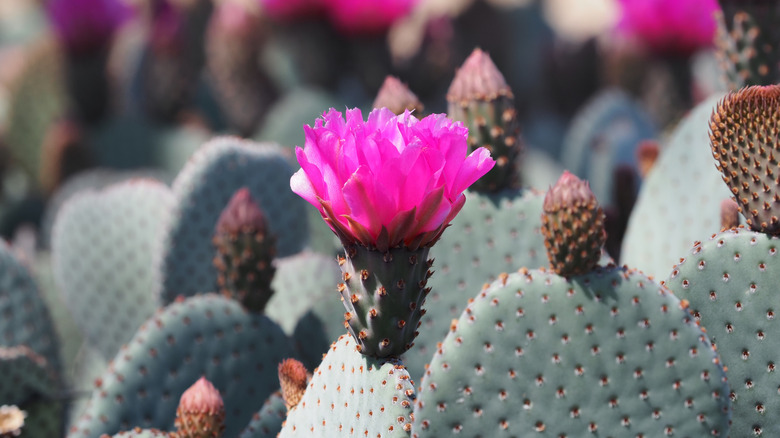 Purple Prickly Pear cactus with flower blossom