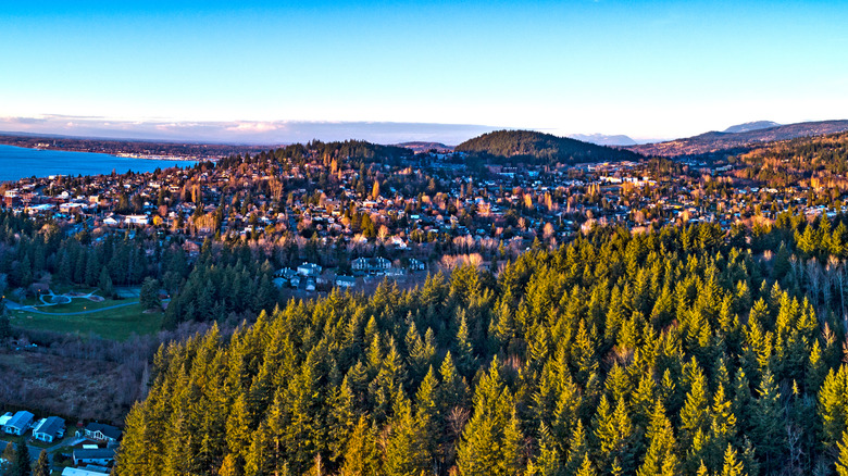 Forest view of Bellingham, Washington