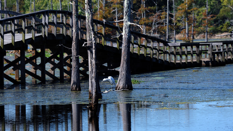 Egret at Black Bayou Lake
