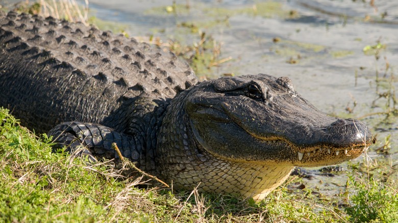 Alligator at Brazos Bend park