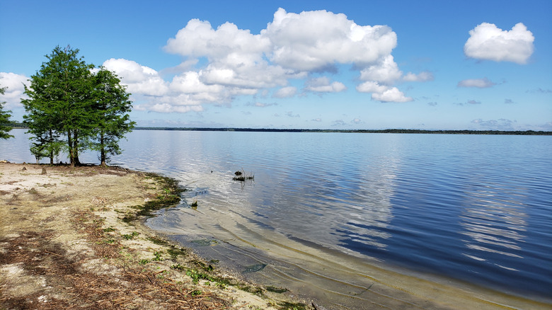 Banks of Lake Jesup, Florida