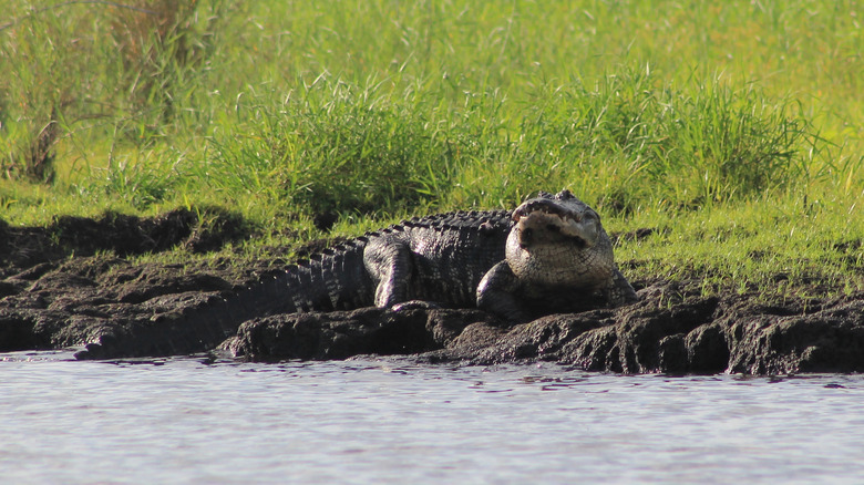 Alligator at Lake Okeechobee