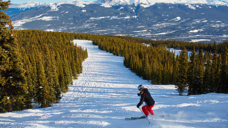 a woman skiing down a wide slope in Marmot Basin in Jasper, Canada