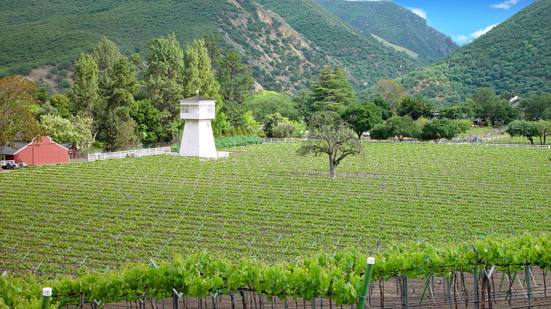Winery in Carmel Valley