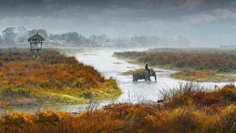 A man riding an elephant at Chitwan National Park, Nepal