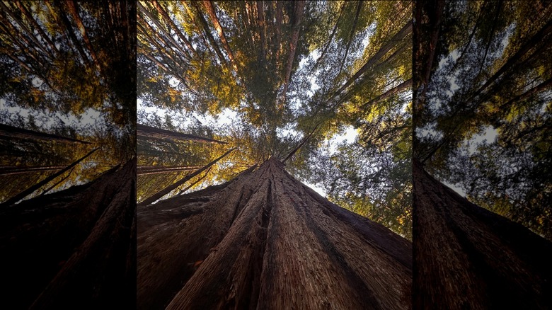 Looking up a redwood tree