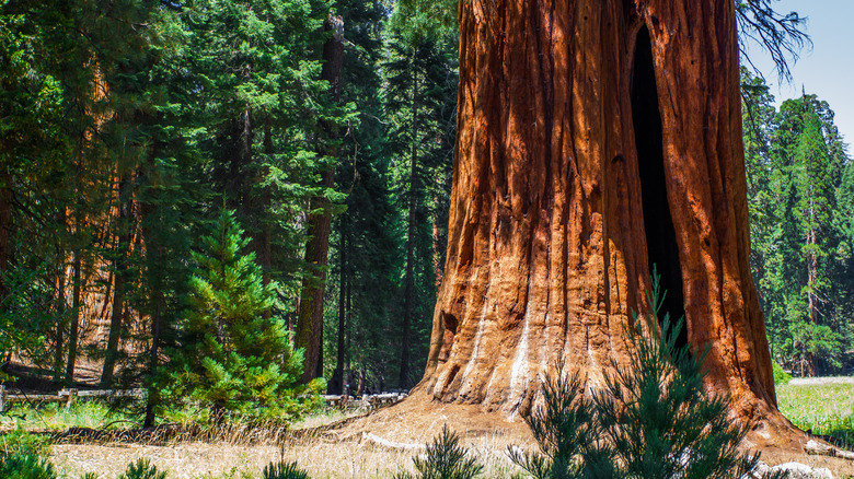 Base of a redwood tree