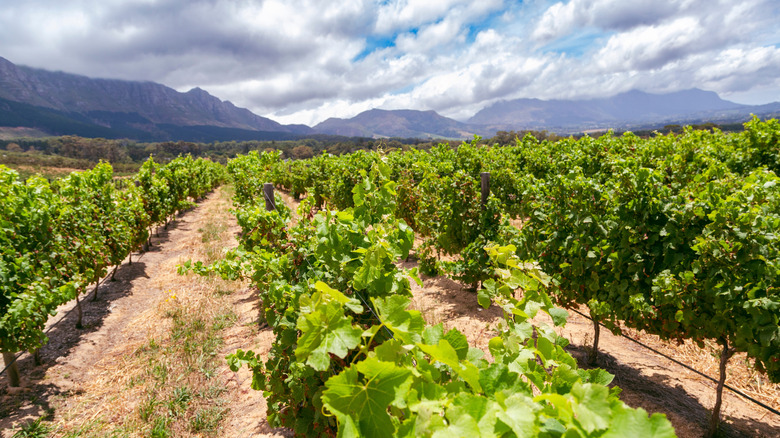 Stellenbosch wine route in South Africa