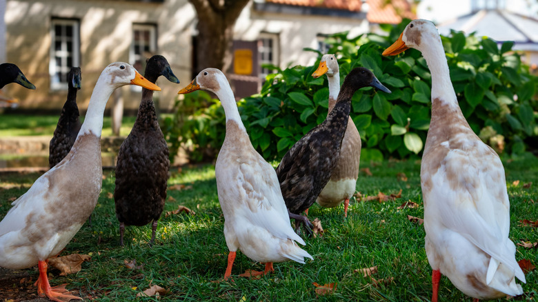 A flock of Indian Runner Ducks walking on grass