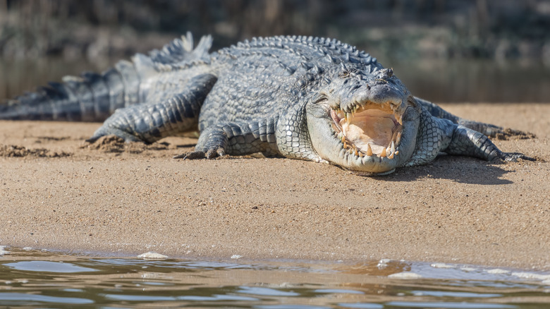 Saltwater Crocodile Daintree Cape Tribulation