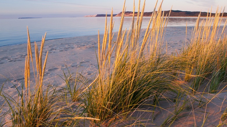 crab grass Sleeping Bear Dunes