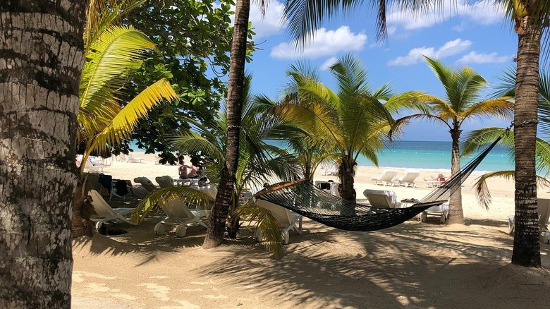 beach hammock on palm trees