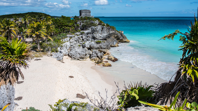 green foliage surrounding hidden beach