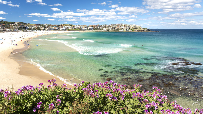 purple flowers on Bondi Beach