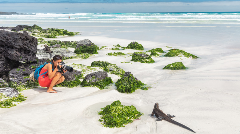 woman photographing iguana on beach