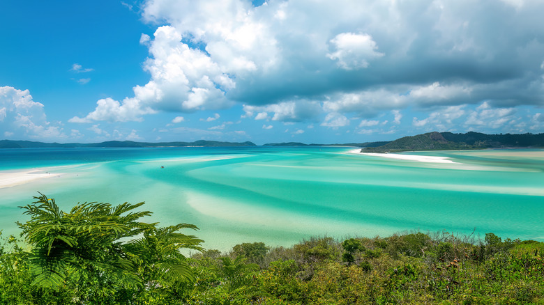 lush greenery near turquoise waters