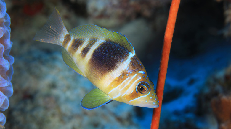 small Barred Hamlet in Caribbean