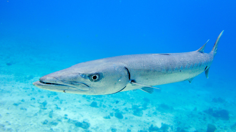 Great Barracuda swimming in ocean