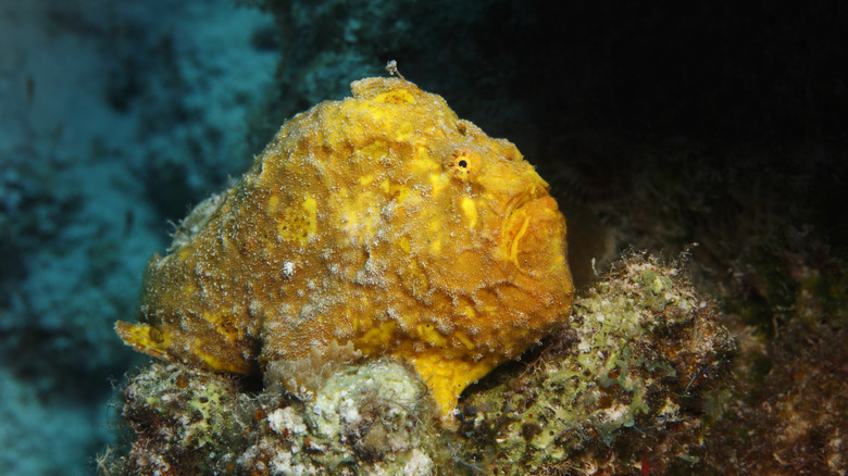 yellow rocklike Longlure Frogfish